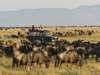 Rekero Camp - Game Drive 